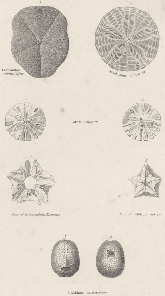 ECHINODERMATA.Echinanthus Subdepressus;Arachnoides Placenta;Rotula Angusti 1860